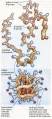 Folding-protein v2.jpg