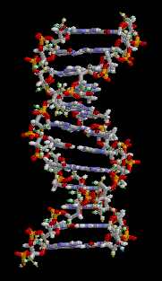 Doppelhelix-Struktur als 3D