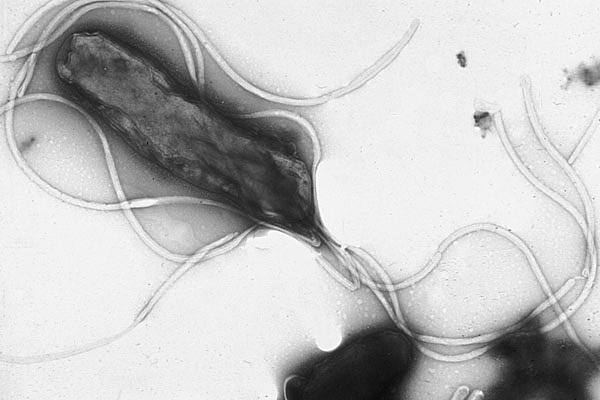 Helicobacter2.jpg