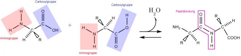 Datei:Schema Peptidbindung.jpg