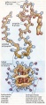 Folding-protein v2.jpg